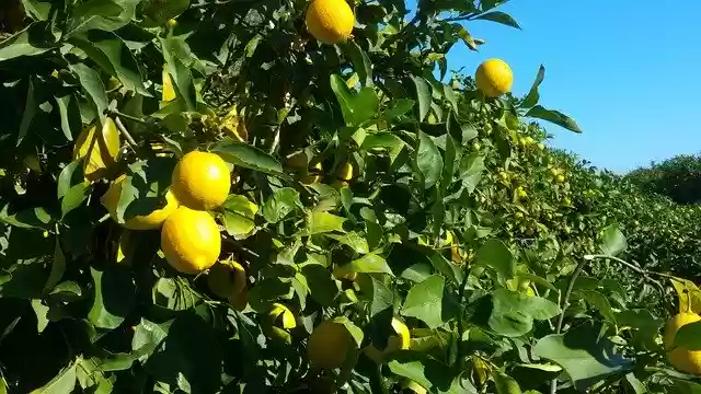 Free download Garden Agriculture -  free free photo or picture to be edited with GIMP online image editor