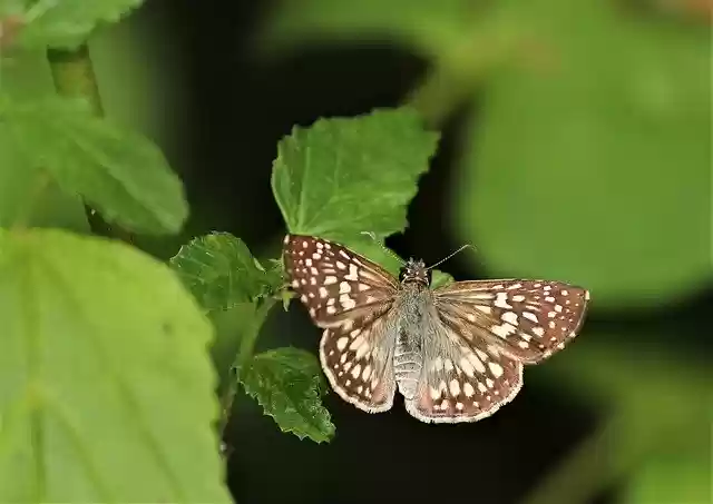 Free download Garden Butterfly -  free photo or picture to be edited with GIMP online image editor