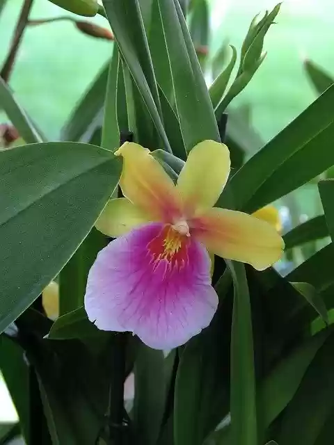 Free download Garden Cool Orchid -  free free photo or picture to be edited with GIMP online image editor