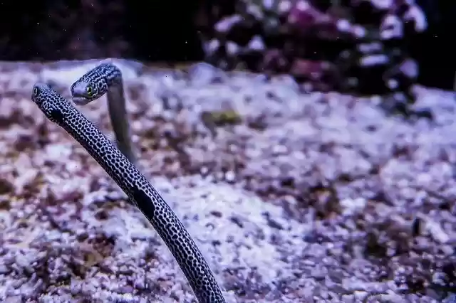 Free download Garden Eels Salt Water Fish -  free photo or picture to be edited with GIMP online image editor