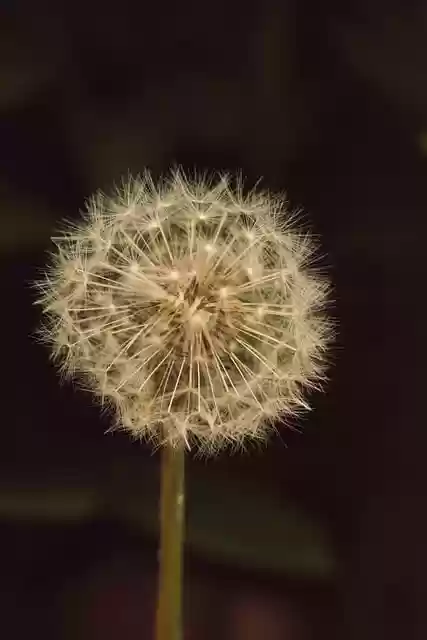 Free download garden flower dandelion free picture to be edited with GIMP free online image editor