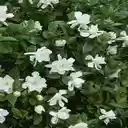 Gardenia flowers wallpapers  screen for extension Chrome web store in OffiDocs Chromium