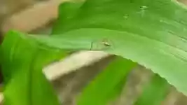 Free download Garden Insect Spider free video to be edited with OpenShot online video editor
