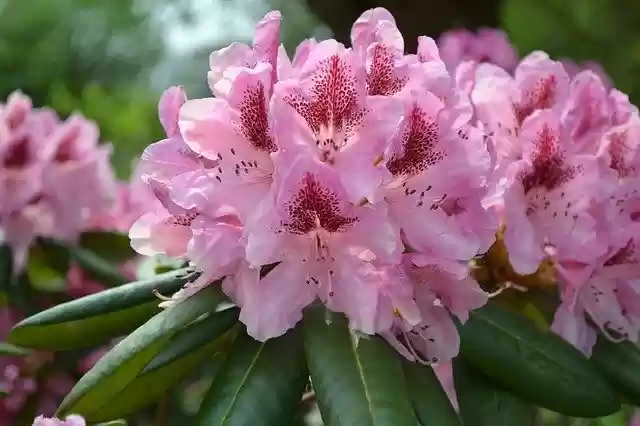 Gratis download Garden Plant Rhododendron - gratis gratis foto of afbeelding om te bewerken met GIMP online afbeeldingseditor