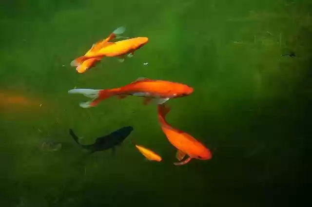 ດາວ​ໂຫຼດ​ຟຣີ​ສວນ​ຫນອງ​ເຢັນ h2o ປາ goldfish ຮູບ​ພາບ​ທີ່​ຈະ​ໄດ້​ຮັບ​ການ​ແກ້​ໄຂ​ທີ່​ມີ GIMP ຟຣີ​ອອນ​ໄລ​ນ​໌​ບັນ​ນາ​ທິ​ການ​ຮູບ​ພາບ​