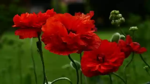 Free download Garden Red Poppy -  free photo or picture to be edited with GIMP online image editor