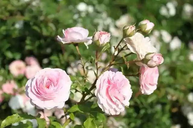 Free download Garden Roses Flower -  free photo or picture to be edited with GIMP online image editor