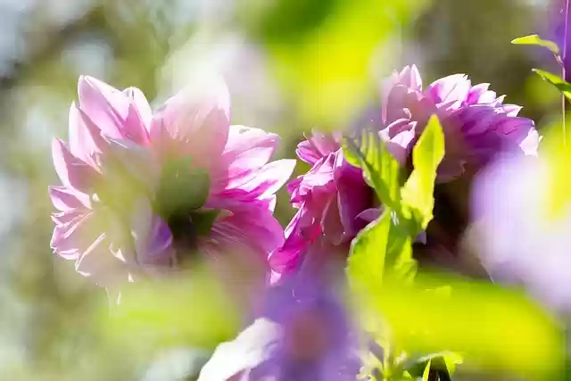 Download gratuito di giardini della sua arte Giverny fiori immagine gratuita da modificare con l'editor di immagini online gratuito GIMP