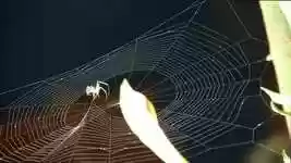 বিনামূল্যে ডাউনলোড করুন গার্ডেন স্পাইডার আরাকনিড - বিনামূল্যের ভিডিও ওপেনশট অনলাইন ভিডিও সম্পাদকের মাধ্যমে সম্পাদনা করা হবে