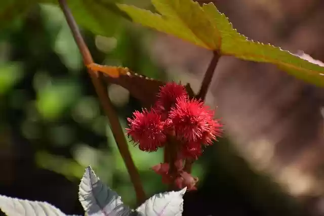 Free download Garden Summer Flower -  free photo or picture to be edited with GIMP online image editor