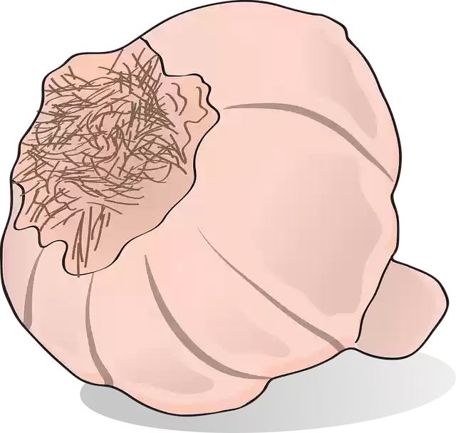 Free download Garlic Vegetables Organic - Free vector graphic on Pixabay free illustration to be edited with GIMP free online image editor
