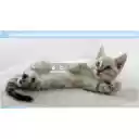 Gatito  screen for extension Chrome web store in OffiDocs Chromium
