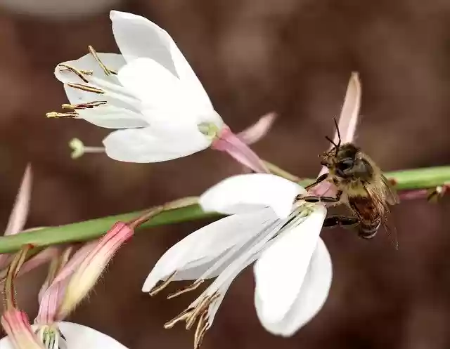 Free download Gaura Prairie Candle Wild Bees -  free photo or picture to be edited with GIMP online image editor