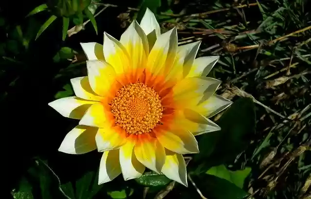 Free download Gazania Flower Colored -  free free photo or picture to be edited with GIMP online image editor