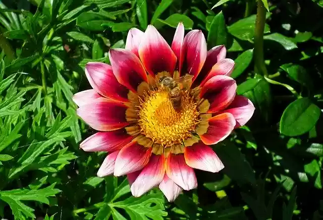 Free download Gazania Flower Nature -  free photo or picture to be edited with GIMP online image editor