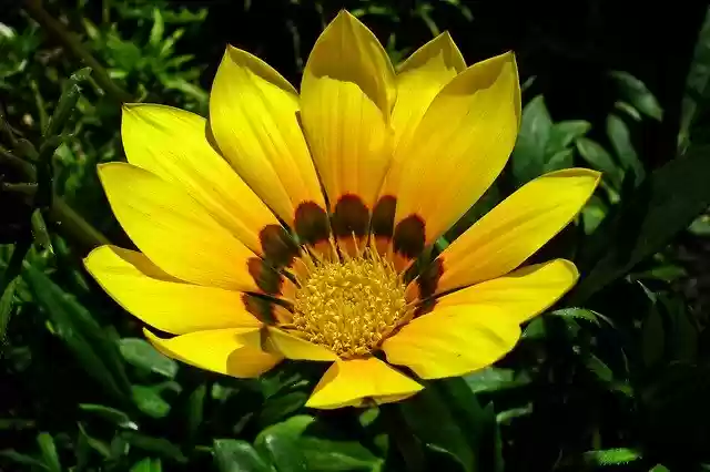 Free download Gazania Flowers Nature -  free photo or picture to be edited with GIMP online image editor