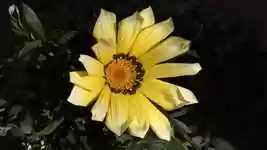 Free download Gazania Yellow Flower Petals -  free video to be edited with OpenShot online video editor