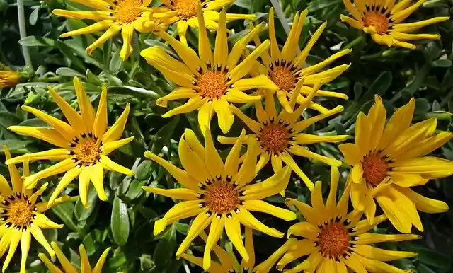 বিনামূল্যে ডাউনলোড করুন Gazanie Yellow Flowers - বিনামূল্যে ছবি বা ছবি GIMP অনলাইন ইমেজ এডিটর দিয়ে সম্পাদনা করা হবে