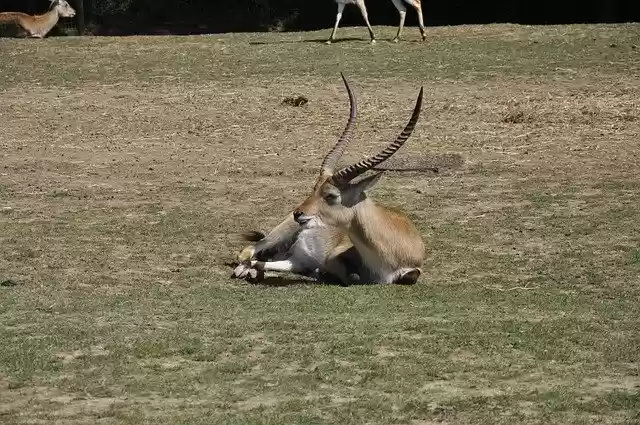 Free download Gazelle Animal Savannah -  free photo or picture to be edited with GIMP online image editor