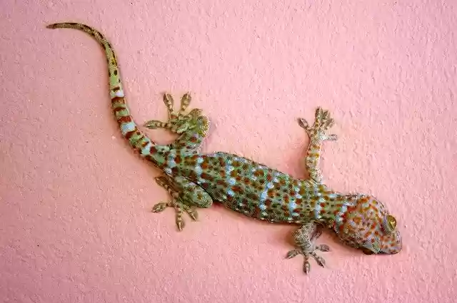 Бесплатно скачайте бесплатный шаблон фотографии Gecko Giant Lizard для редактирования с помощью онлайн-редактора изображений GIMP