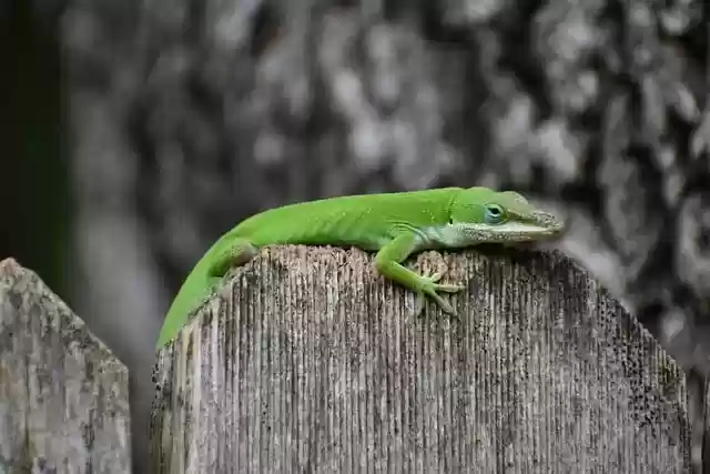 Free download gecko lizard animal wildlife free picture to be edited with GIMP free online image editor