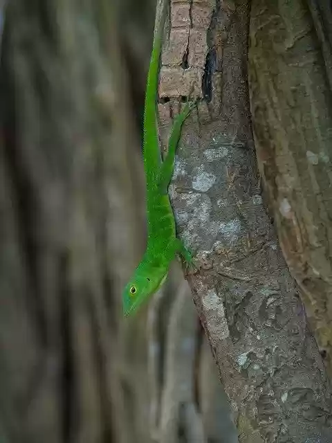 Free download Gecko Lizard Reptile -  free photo or picture to be edited with GIMP online image editor