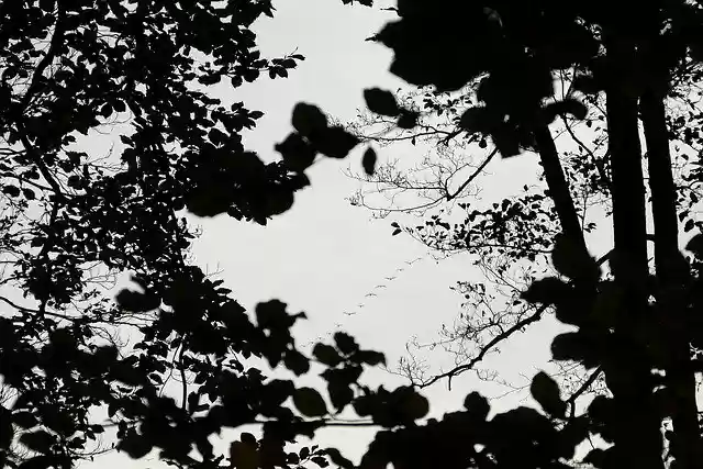 Free download Geese Flight Black White -  free photo or picture to be edited with GIMP online image editor
