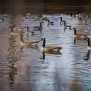 Geese flock under the pond  screen for extension Chrome web store in OffiDocs Chromium