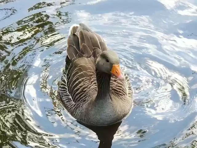 Free download Geese Gander Bird -  free photo or picture to be edited with GIMP online image editor