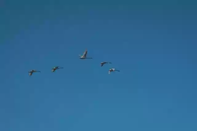 Free download Geese Sky Flying -  free photo or picture to be edited with GIMP online image editor