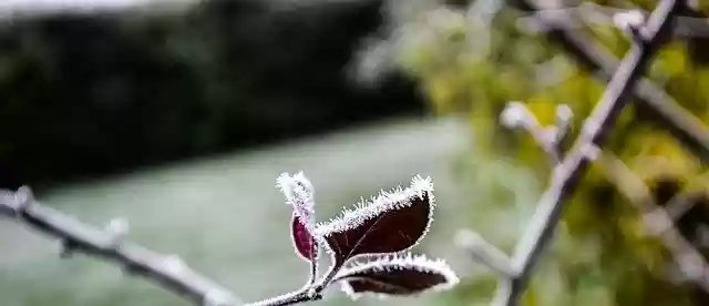 Free download Gel Flower Winter -  free photo or picture to be edited with GIMP online image editor