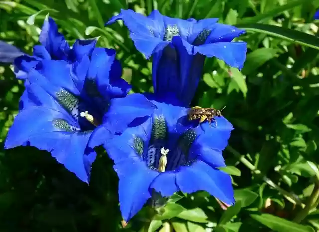 Free download gentian alpine flowers blue flowers free picture to be edited with GIMP free online image editor