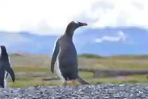 Free download Gentoo Penguin on Martillo Island free photo or picture to be edited with GIMP online image editor