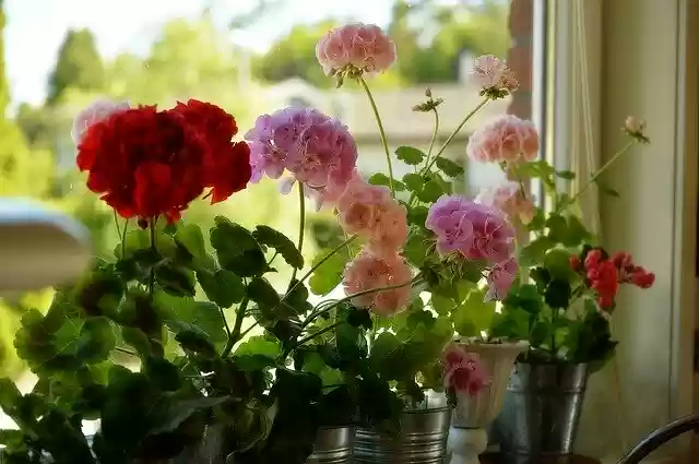 Free download Geranium Flower Spring free photo template to be edited with GIMP online image editor