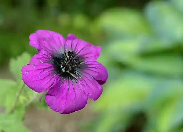 Free download Geranium Garden Flower -  free photo or picture to be edited with GIMP online image editor