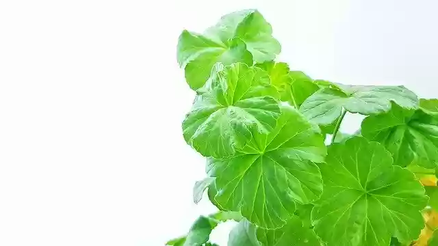 Free download Geranium Pelargonium Plant -  free photo or picture to be edited with GIMP online image editor