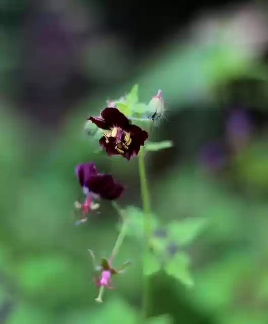 Free download Geranium Phaeum Samobor Pelagonia -  free photo or picture to be edited with GIMP online image editor