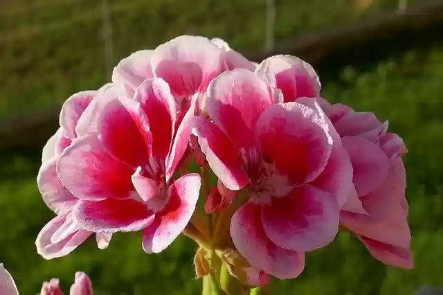 Free download Geranium Pink Flowers -  free photo or picture to be edited with GIMP online image editor