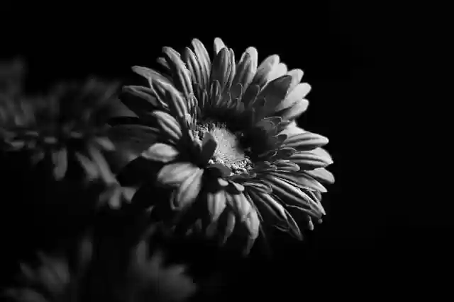 Bezpłatne pobieranie bezpłatnego zdjęcia gerbery z rośliną kwiatową do edycji za pomocą bezpłatnego edytora obrazów online GIMP