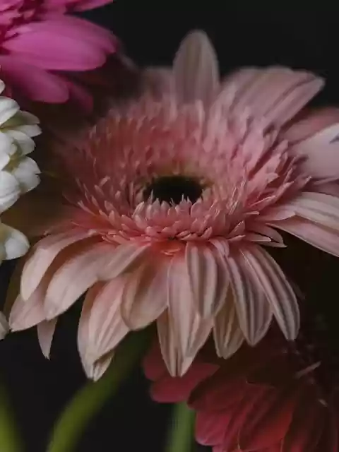 Free download gerbera flower plant pink flower free picture to be edited with GIMP free online image editor
