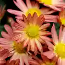 Gerbera Flowers  screen for extension Chrome web store in OffiDocs Chromium
