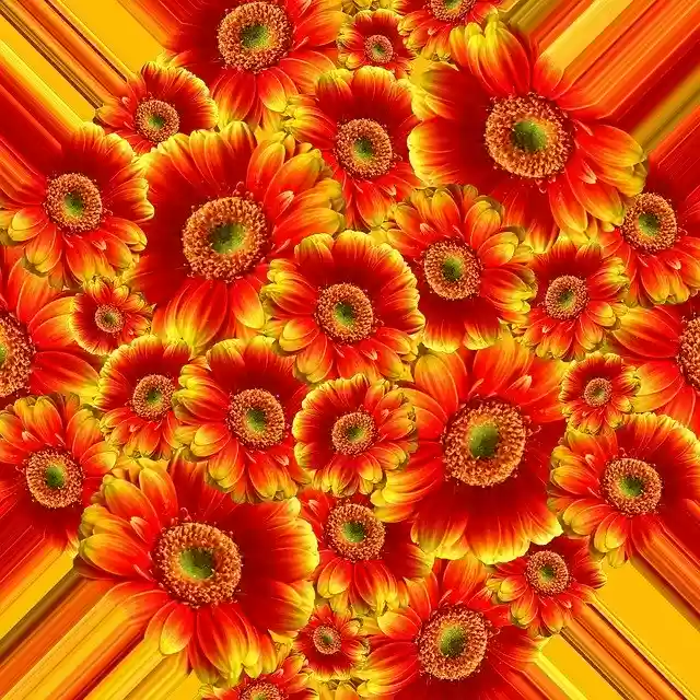 Free download Gerbera Flowers Blossom -  free photo or picture to be edited with GIMP online image editor