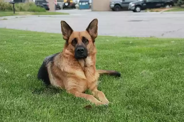 German Shepherd  screen for extension Chrome web store in OffiDocs Chromium