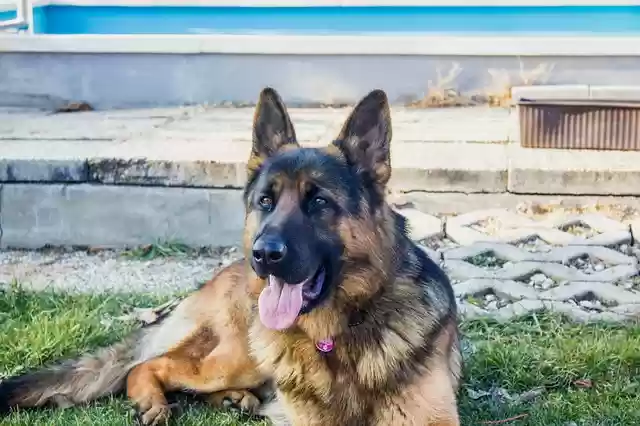 Free download german shepherd dog dogs animal free picture to be edited with GIMP free online image editor