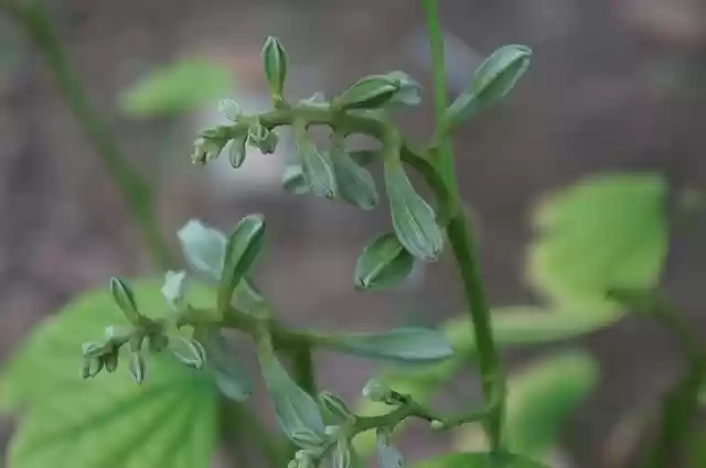 Free download Germination Flower Natural -  free photo or picture to be edited with GIMP online image editor