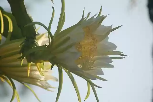 Free download Giant Cactus Bloom In Antigua -  free photo or picture to be edited with GIMP online image editor