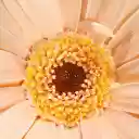 Giant flower  screen for extension Chrome web store in OffiDocs Chromium