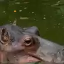 Giant hippo with small ears  screen for extension Chrome web store in OffiDocs Chromium