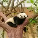 Giant Panda: The Adorable Bamboo Lover  screen for extension Chrome web store in OffiDocs Chromium