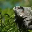 Giant Salamander  screen for extension Chrome web store in OffiDocs Chromium